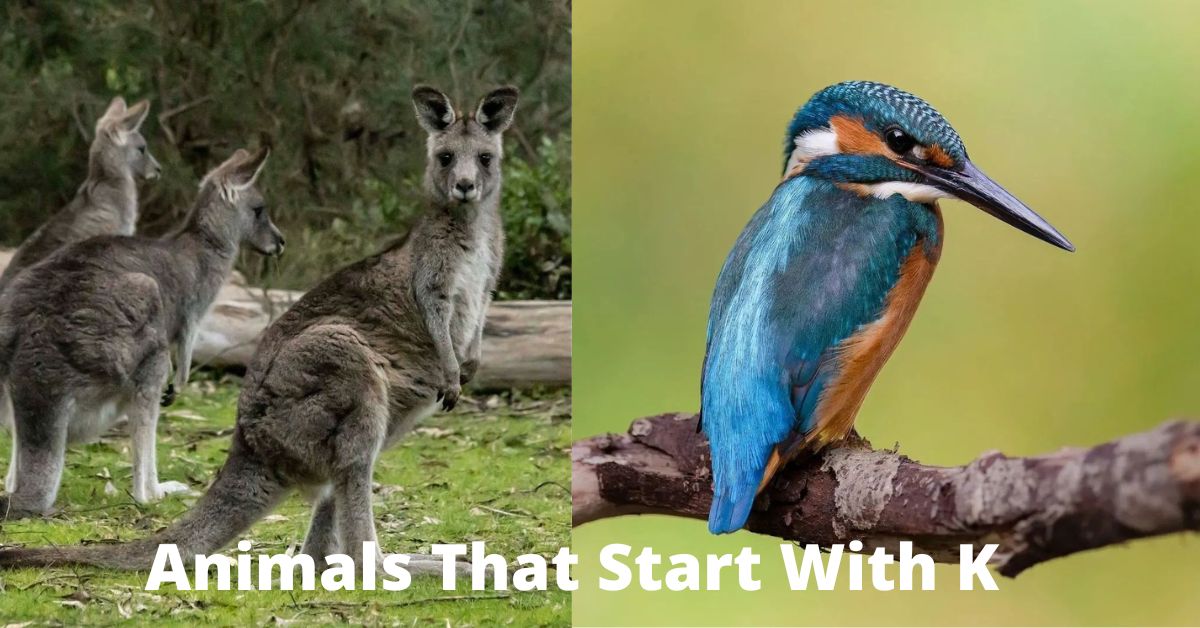 Animals That Start With K