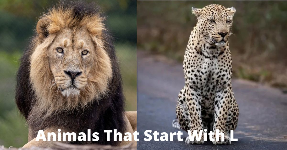 Animals That Start With L
