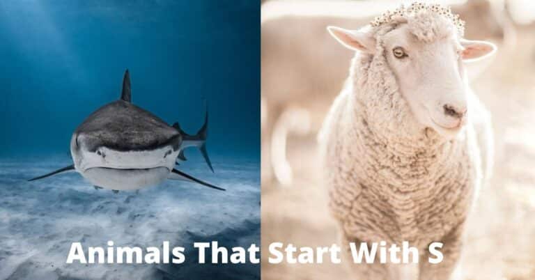 Animals That Start With S