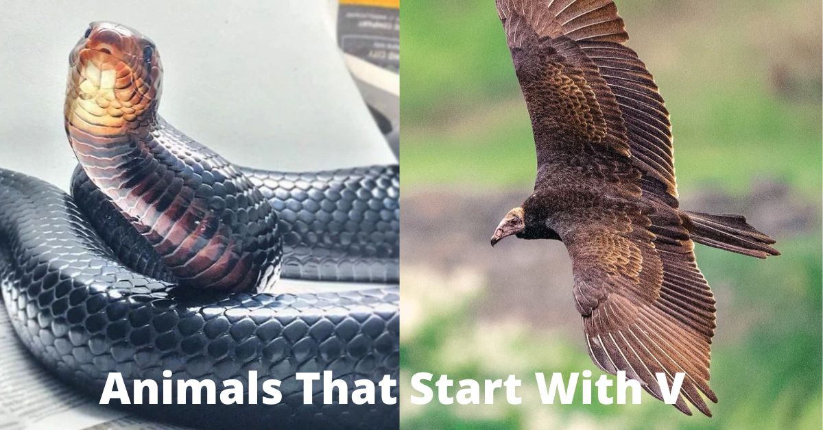 Animals That Start With V