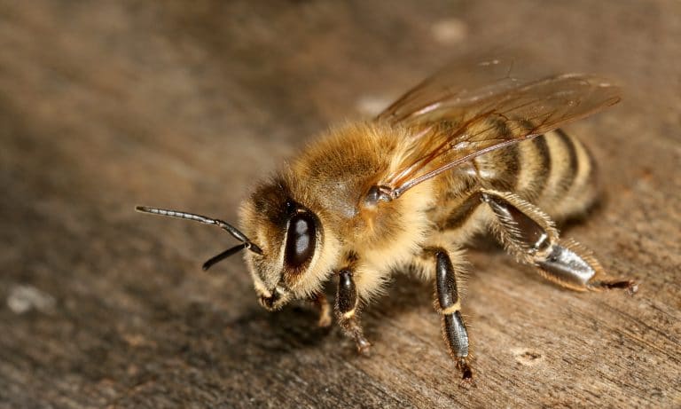 About Ground Bees