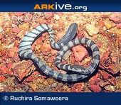 Arabian Gulf Sea Snake