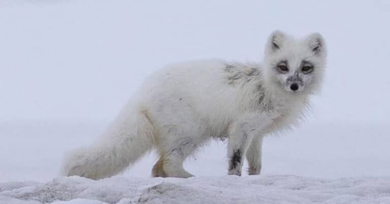 Arctic Fox – Animal That Thrives In Extreme Environment