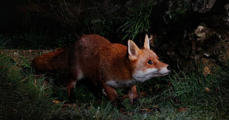 Are Foxes Nocturnal?