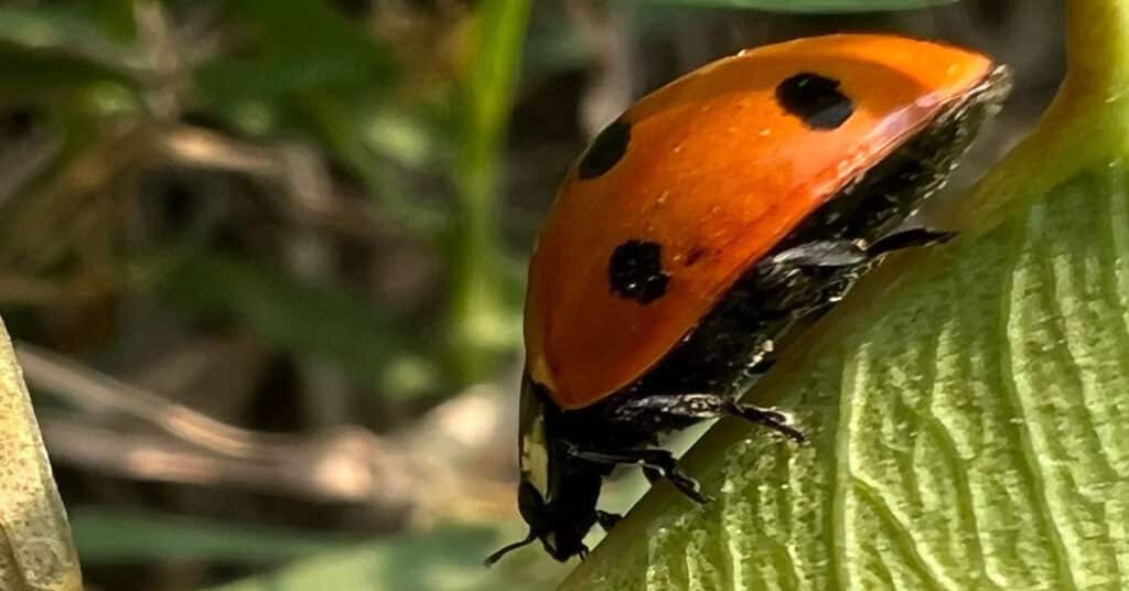 Are Ladybugs Good Luck Learn About Nature