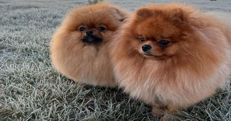 Are Pomeranians Smart – Interesting Facts and Tips
