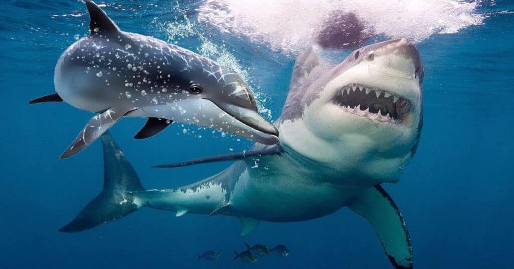 Are Sharks Scared Of Dolphins