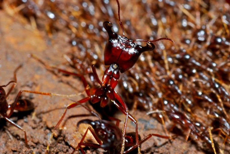 Army Ants Learn About Nature