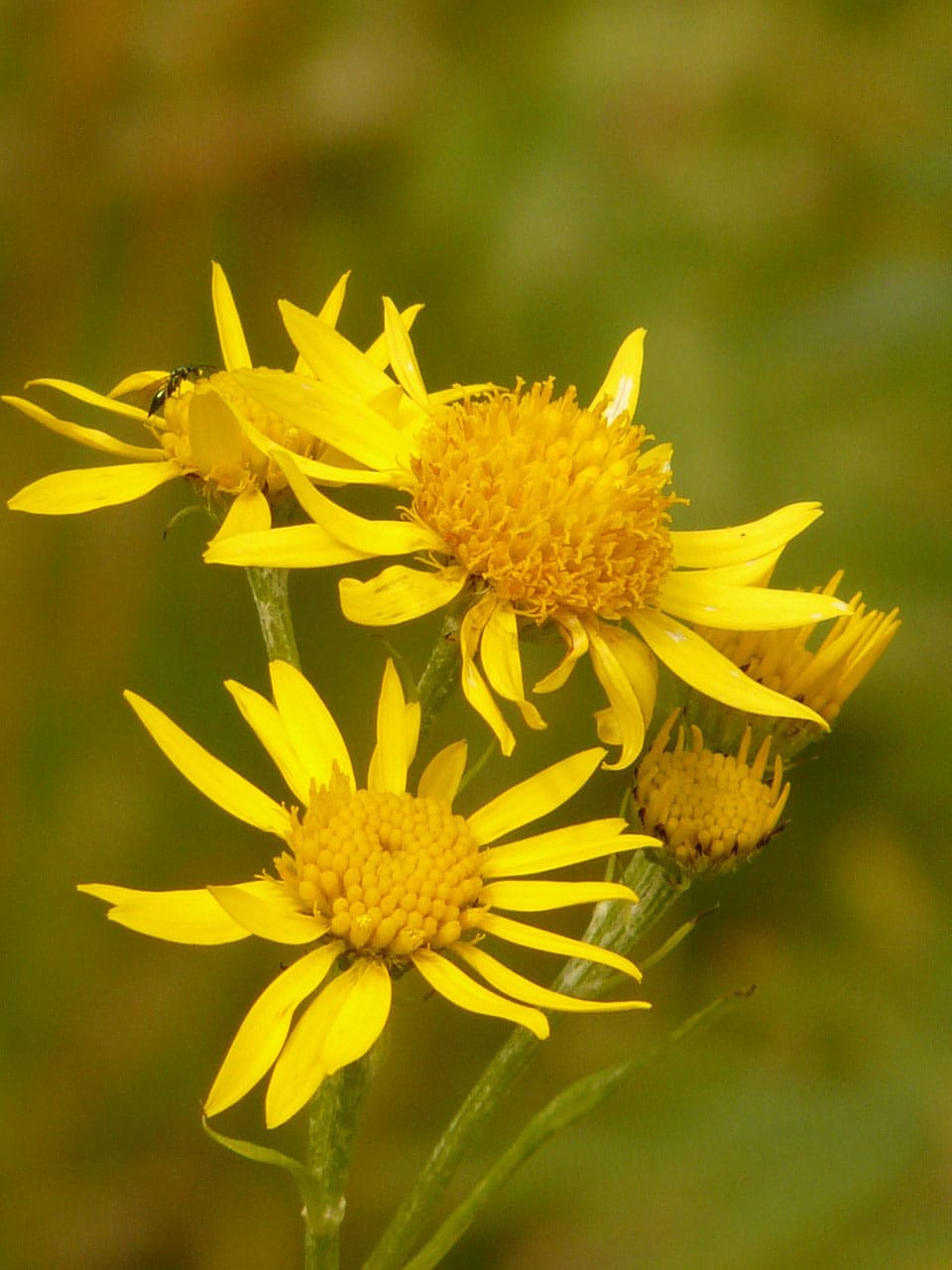 what is arnica montana