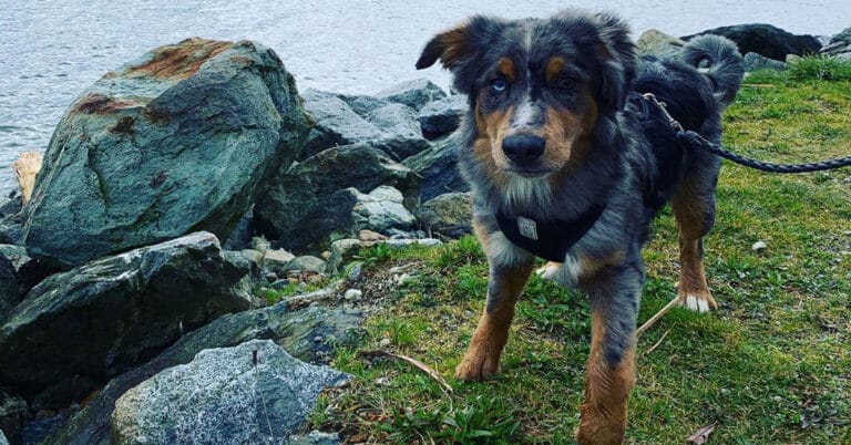 Australian Shepherd Bernese Mountain Dog – Traits & Care Requirements