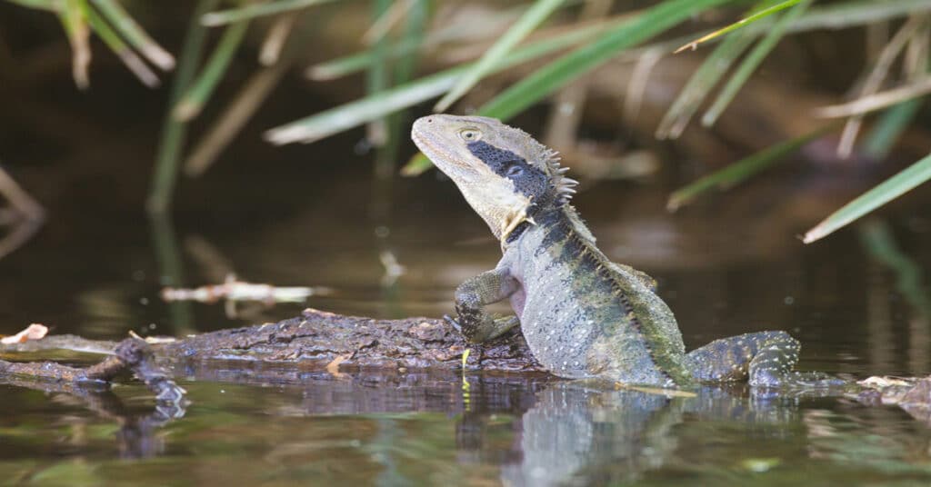 Australian Water Dragon - Learn About Nature