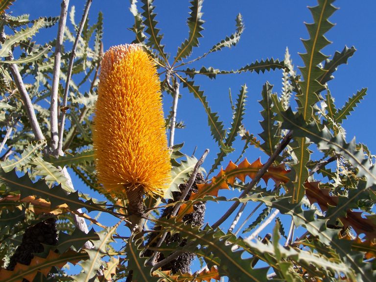 Banksia – Known for Their Fruiting “Cones”, Flower Spikes and Flower Heads