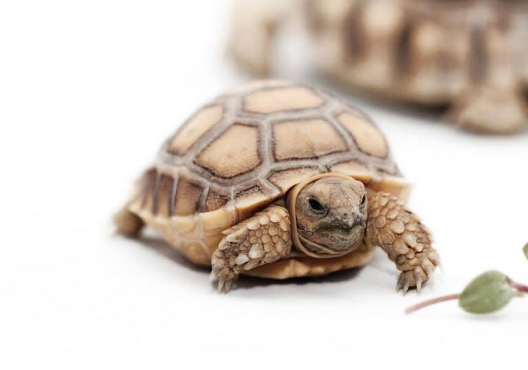 Baby Sulcata Tortoise: Everything You Need To Know
