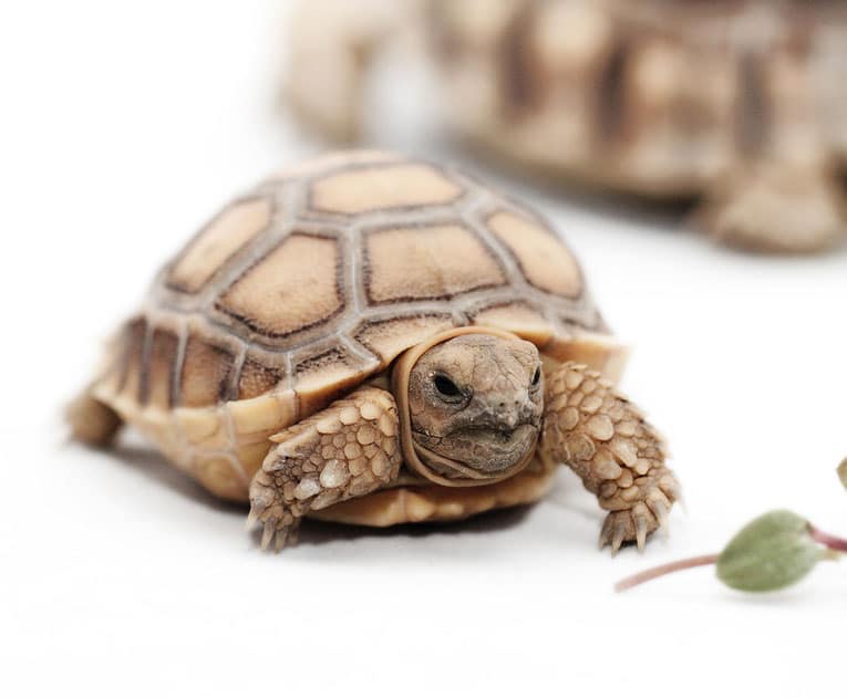 Baby African Spurred Tortoise