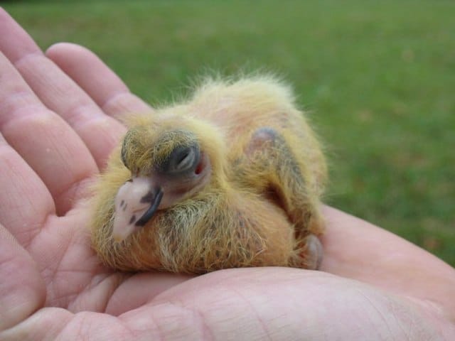 Baby Pigeon in hand