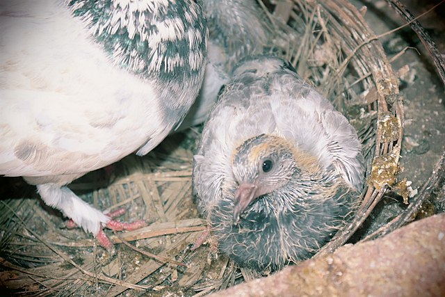 Baby Pigeon in Nest