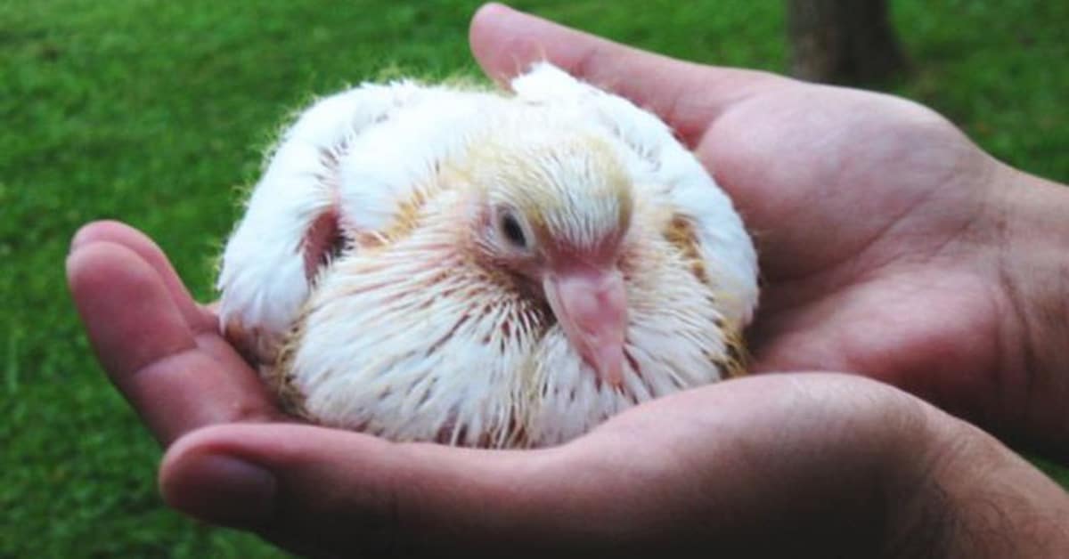Baby Pigeon - Key Characteristics, Personal Traits & Tips for Caring