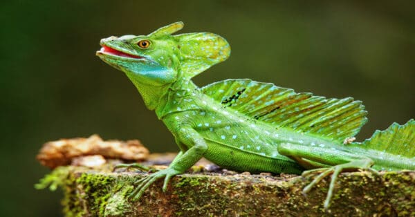 Basilisk Lizard - Learn About Nature