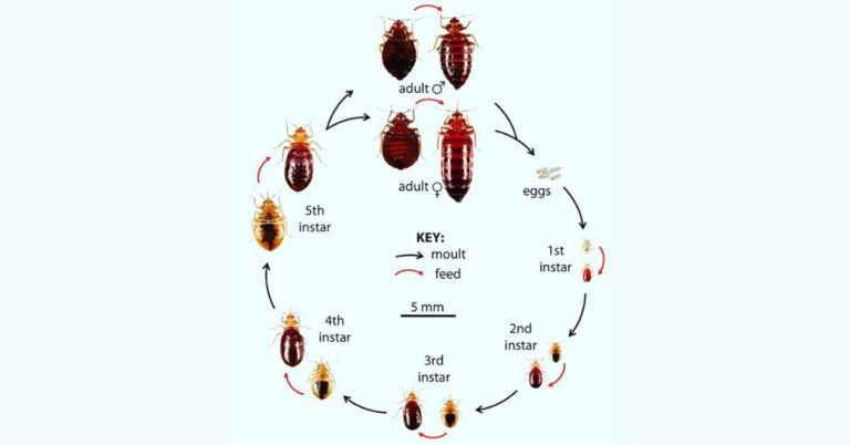 Bed Bug Life Cycle – Weird and Strange Stages of Development
