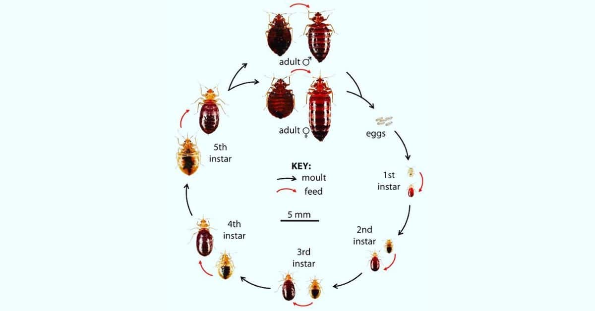 Bed Bug Life Cycle