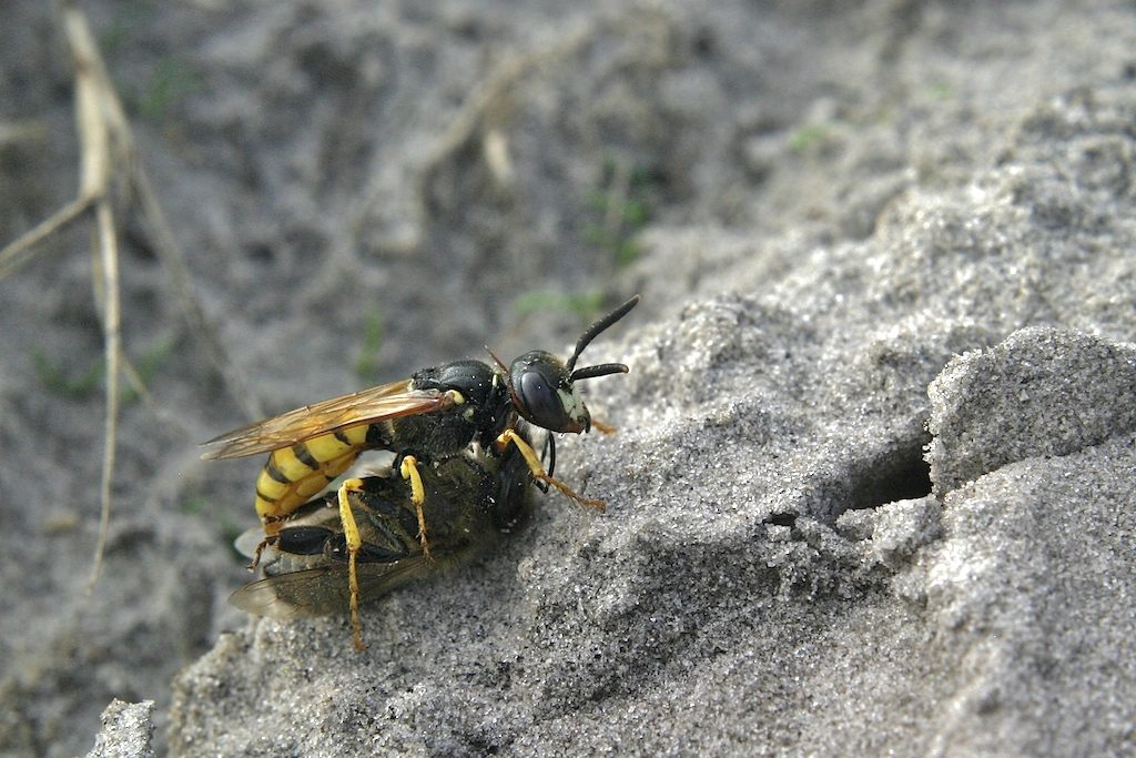 Bee Wolf
