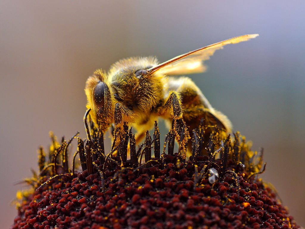 Honey Bee