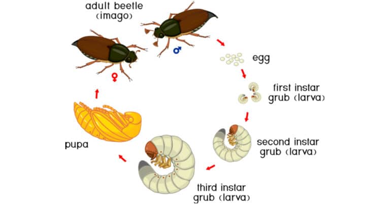 Beetle Life Cycle