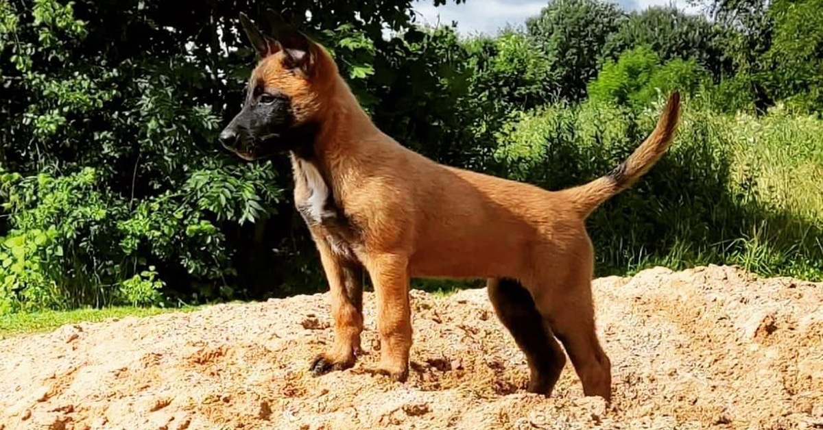 Belgian Malinois Growth Chart - Learn About Nature