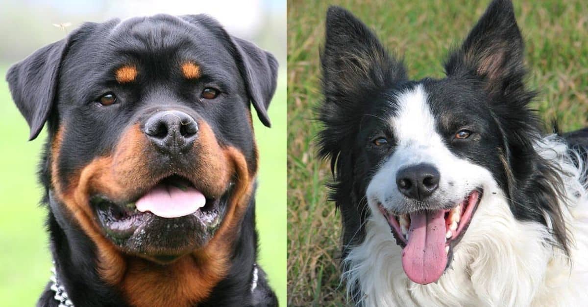 5 Best Farm Dog Breeds