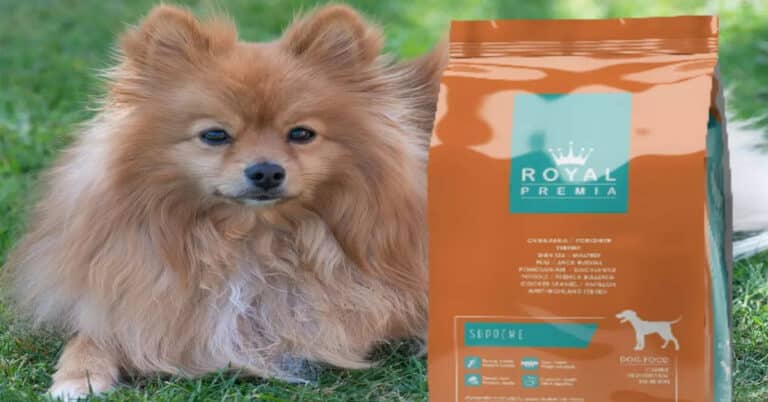 Best Foods For Pomeranians – Tips About Healthy Meal Options