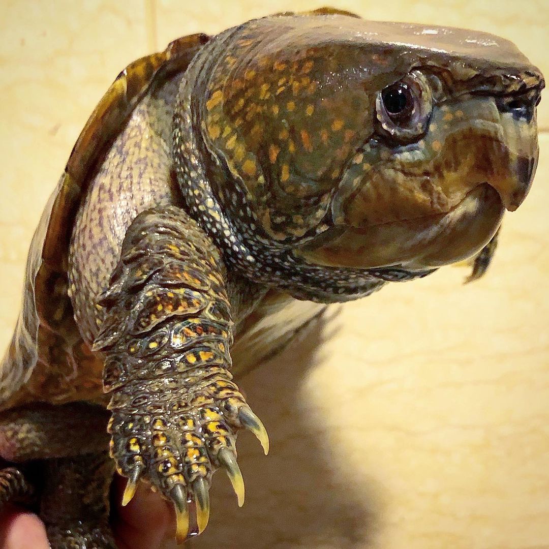 Big Headed Turtle - Learn About Nature