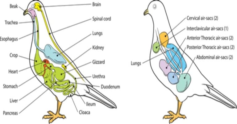 Bird Anatomy: All You Need To Know