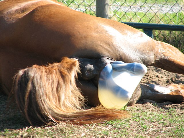Birth of Foals