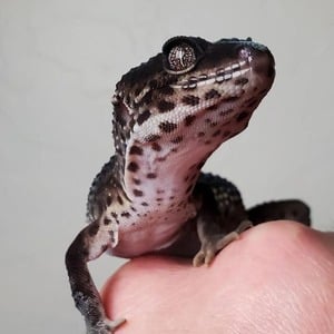 Baby Black Night Leopard Gecko 3
