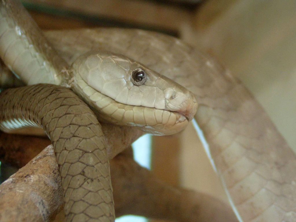 Black Mamba Snake
