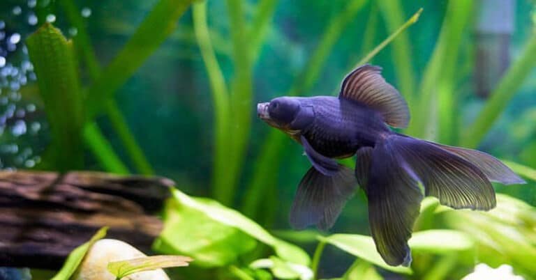 Black Moor Goldfish: Passion of Experienced and Novice Hobbyists
