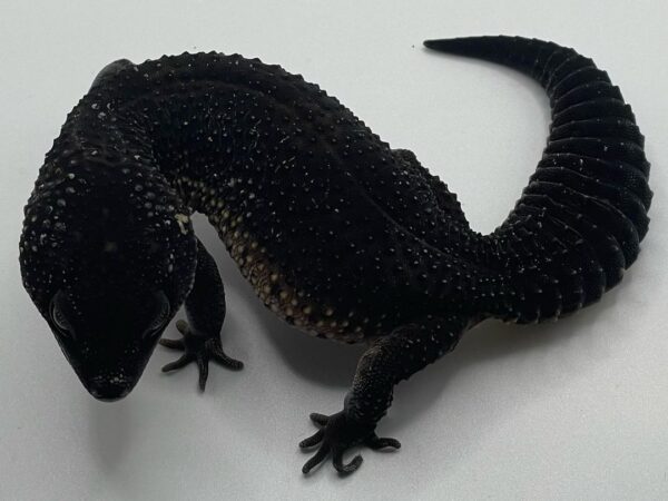 Black Night Leopard Gecko Facts And Care Guide Black Night Leopard Gecko Facts And Care Guide