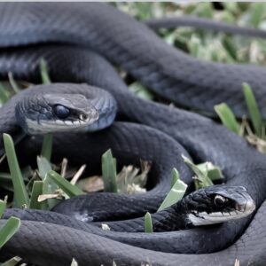 Black Racer Snake - Learn About Nature