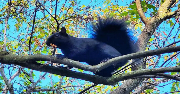 Black Squirrel – An Amazing Result Of Genetic Mutation