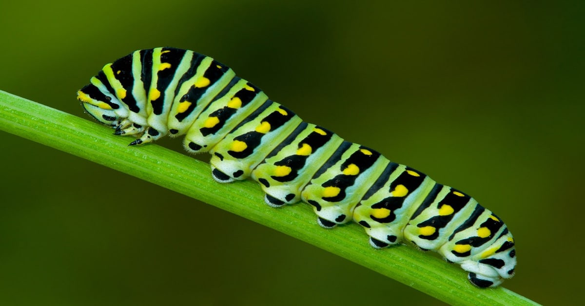 Black Swallowtail Butterfly Caterpillar 1