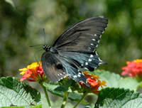 Black Swallowtail butterfly perching