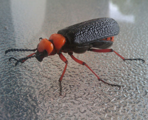 Nemognatha Blister Beetle