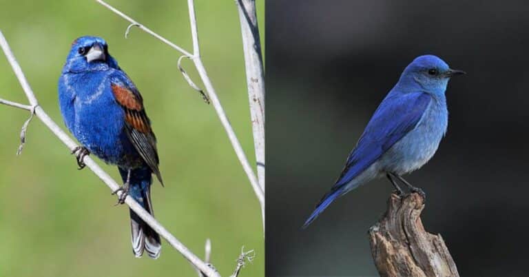 Blue Birds: 7 Of The Most Iconic & Reason Behind Their Coloration