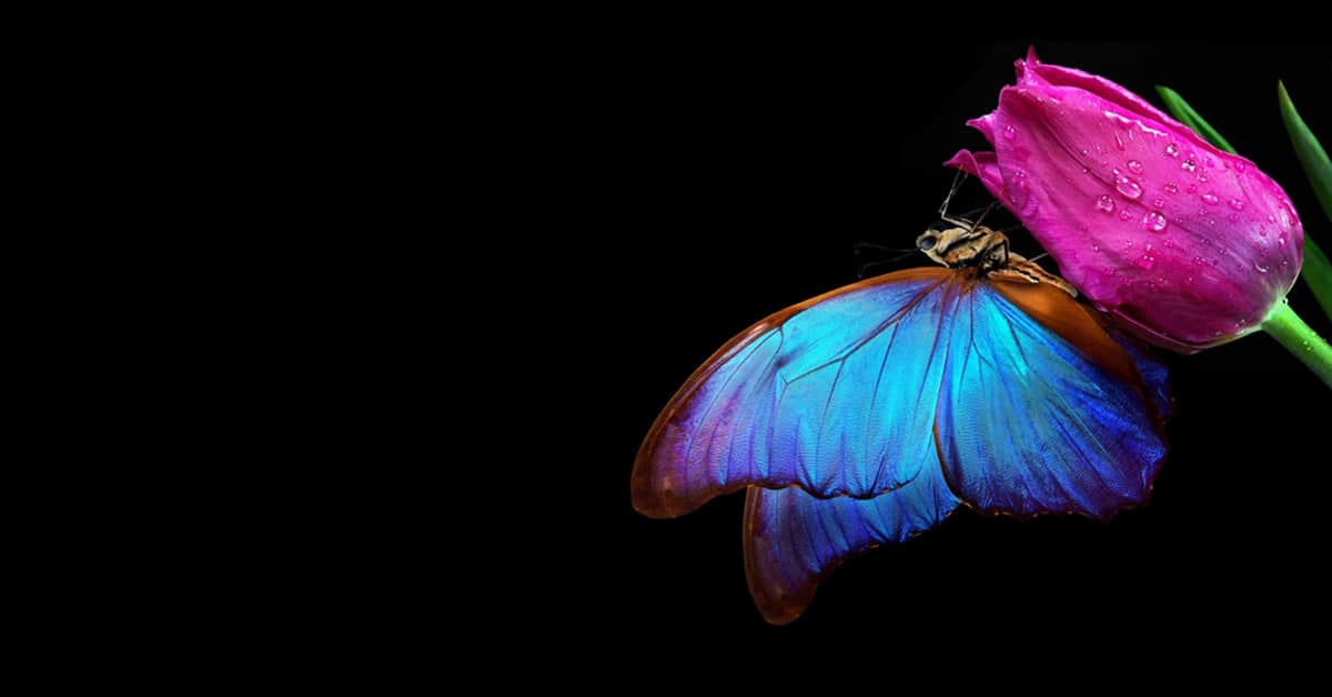 Blue Morpho Butterfly 1