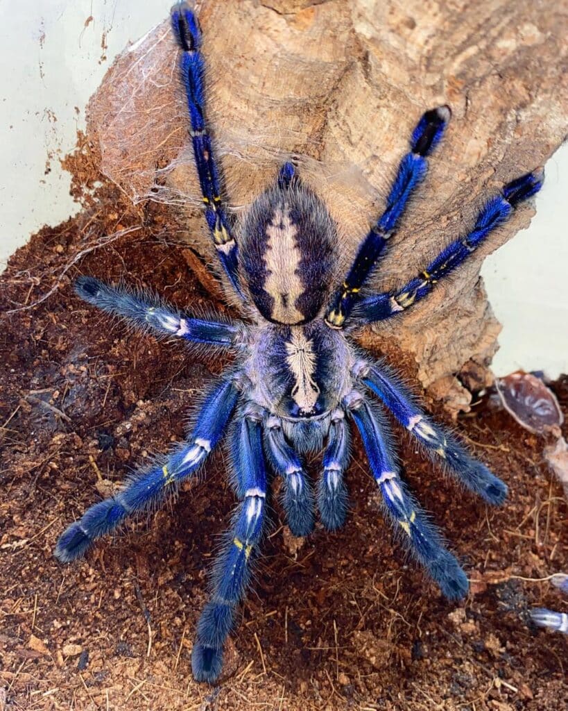 Blue Tarantula Spider