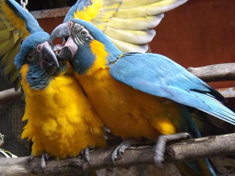 Blue Throated Macaws