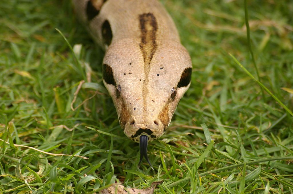 Boa Snake