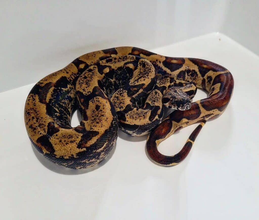Boa Snake