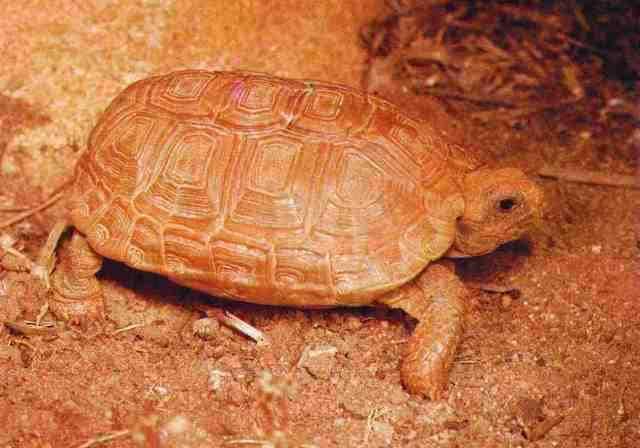 Boulenger's Cape Tortoise