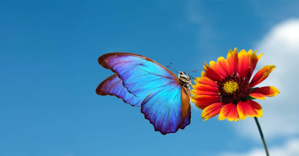 butterfly facts